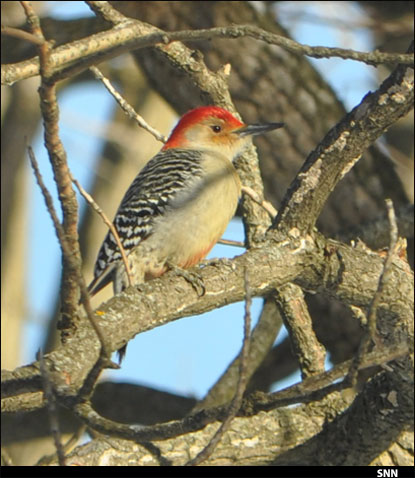 Sounds of Spring: the Red-bellied Woodpecker